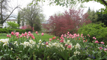 Wharton Garden tulips March 25, 2012